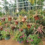 [충남/아산] 일년내내 꽃을 만나 볼 수 있는 '아산세계꽃식물원' ㅣ 충남 가볼만한 곳/아산여행지
