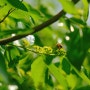 대추나무와 꿀벌