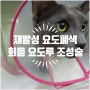 반복적인 요도폐색 환자의 회음요도루 조성술-고양이센터/아프리카동물병원/부평동물병원/인천동물병원 /삼산동동물병원