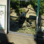 일본 자유여행 꼭 가봐야 하는 곳 우에노 동물원 샹샹 너를 보러 왔다