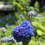 [도쿄 산책] 4년만에 다시 찾은 키타카마쿠라 메이게츠인明月院의 수국(아지사이)와 꽃창포