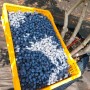 정읍젊은농부:블루베리 수확중 "전량판매완료"