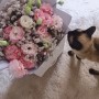 꽃과 고양이_ 생화 오래 보관하는 tip/ 고양이에게 위험한 꽃과 식물