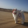 [몽골여행] 몽골이 재미질 수밖에 없는 이유, '초원사막' 2탄