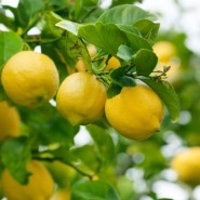 아드리코 레몬가격 정보 (오르는 시기에요)