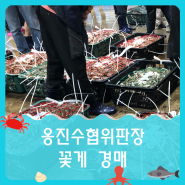 옹진수협 위판장 꽃게 경매