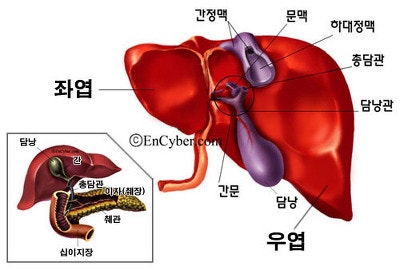 간 해부학 : 네이버 블로그