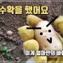 김부자네 귀농 생활, 감자재배 드디어 수확.... 하지만.......