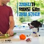 강아지파인애플•자두, 강아지가 먹어도 되는 과일을 살펴보자!