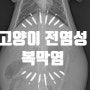 고양이 전염성 복막염(Feline infectious peritonitis)