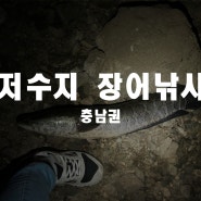 저수지 장어낚시 하러 갔다가 가물치 타작.