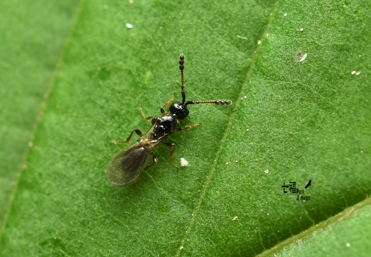 Basalys sp. 염주벌 일종 : 네이버 블로그