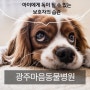 광주동물병원 반려동물에게 안좋은 사람의 습관