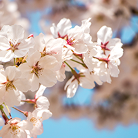 [홍카페 사주] 도화살(桃花煞) 종류에 대하여 : 네이버 블로그