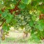 호주 세미용(Semillon)- 와인 애호가 필수 와인!
