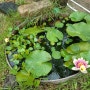 작년에 심은 수국이 이쁜 꽃을 비웠다 조그마한 연못엔 연꽃이랑 물양귀비가 함께 피었다