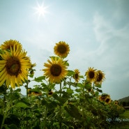 풍수인테리어 해바라기 액자 따끈따끈 2019년 신상 해바라기