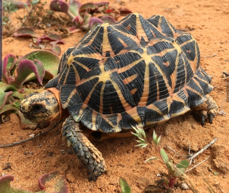 뉴런에서 국내에 최초로 수입예정인 텐트육지거북이입니다 . Tent tortoise , Psammobates oculiferus ...