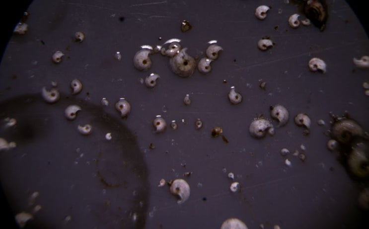 Spirorbis sp. 네이버 블로그