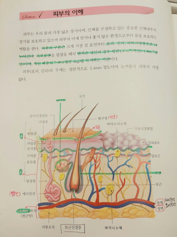 피부의 구조 이해 (표피, 진피, 피하지방층) : 네이버 블로그