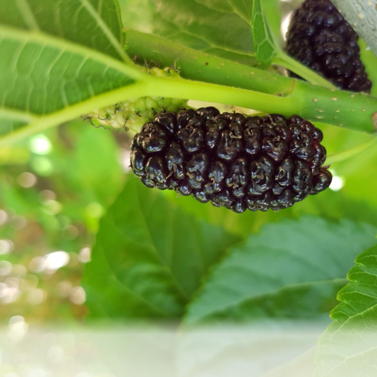 2019 오디수확시기 및 산지직송 / 토종오디 파는곳 : 네이버 블로그