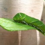 백선(봉삼) 잎에서 살아가는 호랑나비 애벌레