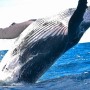 [고찰]"일본 31년 만에 상업적 고래잡이 재개"에 대해