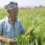 소규모 자영농 지원 | 맞춤형 농업 교육과 친환경 비료로 기르는 키르기스스탄의 '빨간 쌀'!