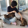 고양이는 사랑이야 - 세번째 사진 - 한국동물보호협회