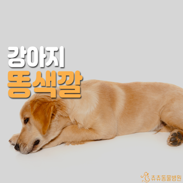 강아지 똥이 하얗다면 무슨 뜻인가요