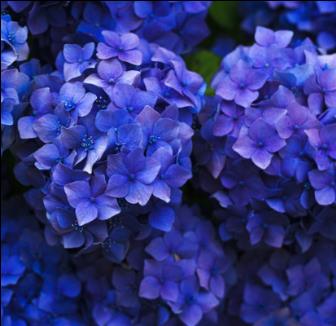 파란수국 꽃말 및 색상마다 다른 의미가 : 네이버 블로그