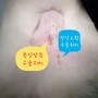강아지 복강잠복고환 중성화수술, 대전 갈마동 리본동물병원