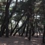삼릉 소나무숲