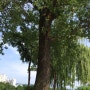 미루나무