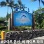 [하와이/옵션] 가족과 함께하기 좋은 테마파크 "씨 라이프 파크(Sea Life Park)"