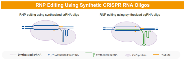 CRISPR RNAs : 네이버 블로그