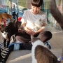 고양이는 사랑이야 - 네번째 사진 - 한국동물보호협회