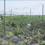 블루베리 수확 체험 할 수 있는 2024블루베리농장