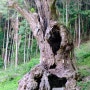 *후쿠오카 근교 소도시여행 : 다케오 신사, 녹나무 , 부부나무