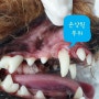 대전 갈마동 리본동물병원, 강아지 치석제거 스케일링