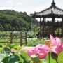 700년 아라홍련의 환생 연꽃세상 #함안연꽃테마파크 지금부터 딱 예쁜(2019.7 12일방문기)