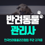 펫시터 되려면? 반려동물관리사 자격증 온라인취득!