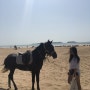 모로코 에사우이라 Day9-2/ 자유롭게 해변 승마를