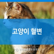 [안양동물병원] 고양이 혈변의 원인에 대해 알아봐요