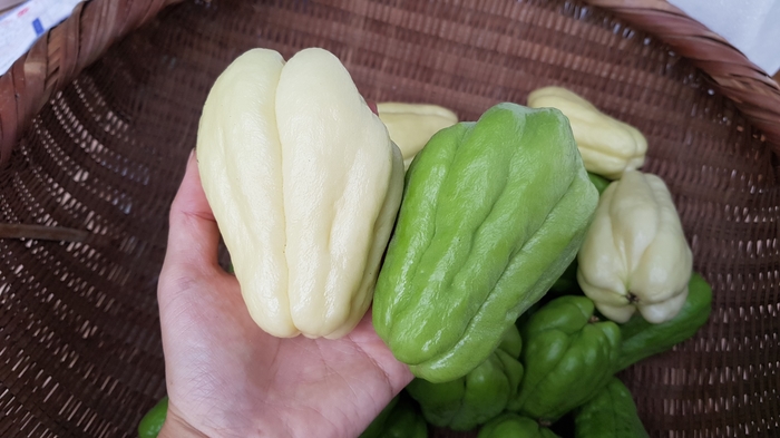 차요테수확시기와 재배농장 : 네이버 블로그