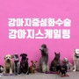 송파 동물병원 - 강아지 중성화, 강아지 스케일링