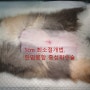 암컷 고양이 중성화수술, 1cm 최소절개법 한땀봉합 <대전 갈마동 리본동물병원>