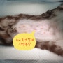 대전 암컷 고양이 중성화수술 잘하는곳, 리본동물병원