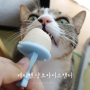 고양이 수분 보충과 더위방지 간식 추천 '캐티맨 냥코 아이스캔디'