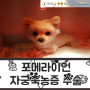 서울 암사동 연중무휴 동물병원,포메라이언 자궁축농증 수술 강아지 배가 불룩할때 의심해보세요